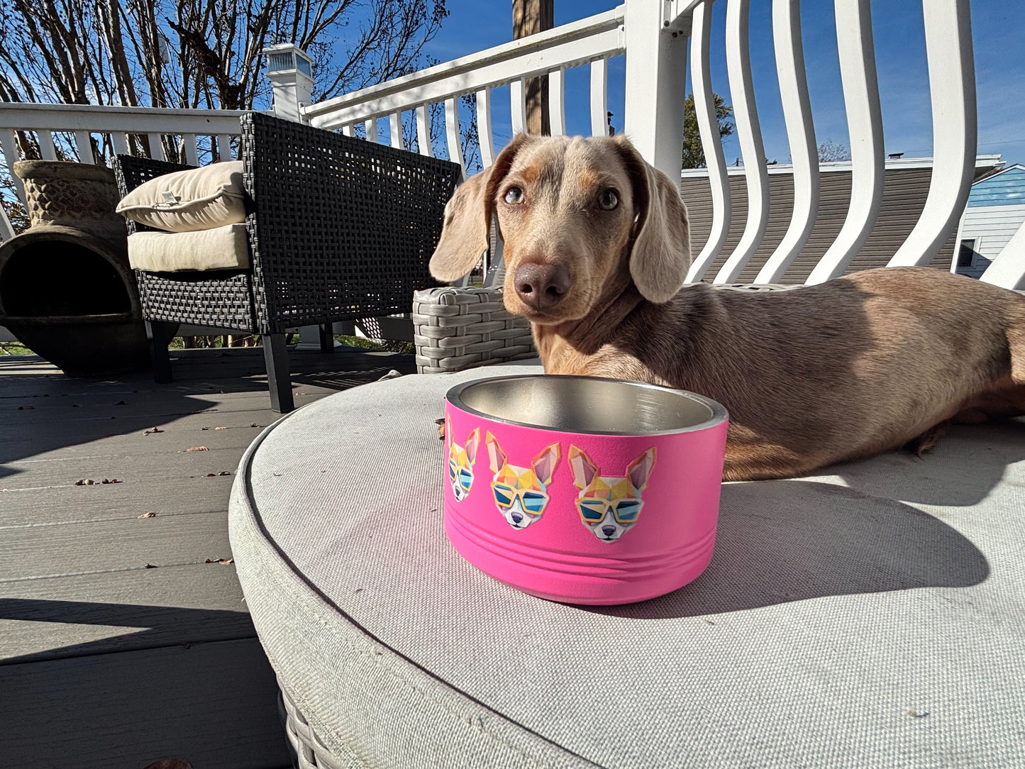 Shady Chihuahua Dog Bowl